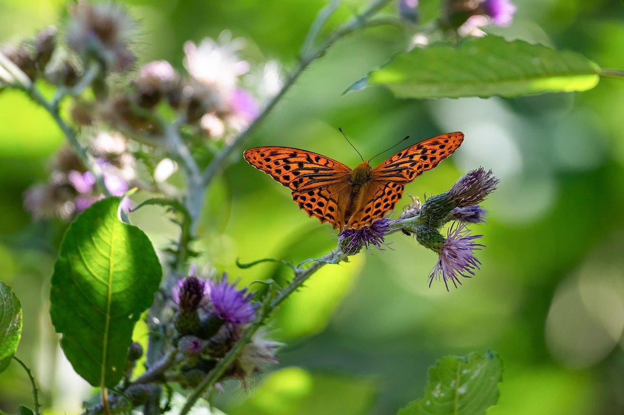 butterfly, pollination, beautiful flowers-8142236.jpg