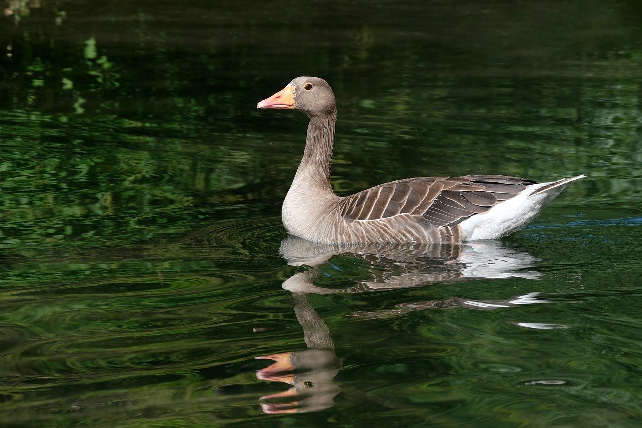 greylag goose, water, nature-8138408.jpg